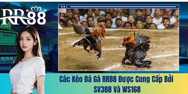 Các kèo đá gà RR88 được cung cấp bởi SV388 và WS168