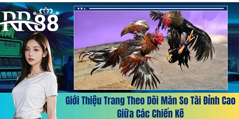 Giới thiệu trang theo dõi màn so tài đỉnh cao giữa các chiến kê